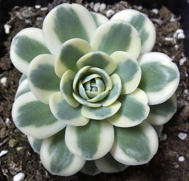 富士锦多肉 常被人当成假多肉 养好它你就是大神了 每日头条