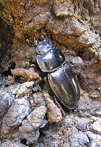Dorcus くわがた村 管理人のワイルドオオクワ採集記 ２月早春 の奈良 暖冬のオオクワ採集
