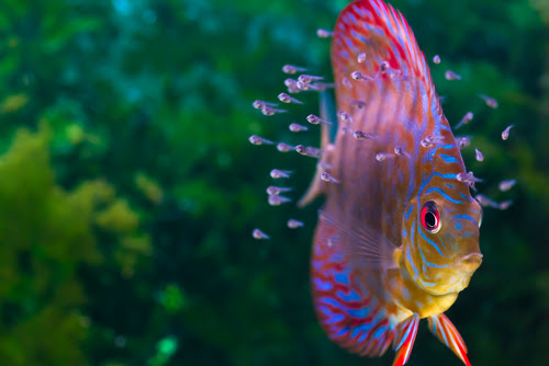 ディスカスの孵化の時のphどれくらい 下げる方法は 熱帯魚 淡水魚 海水魚の図鑑