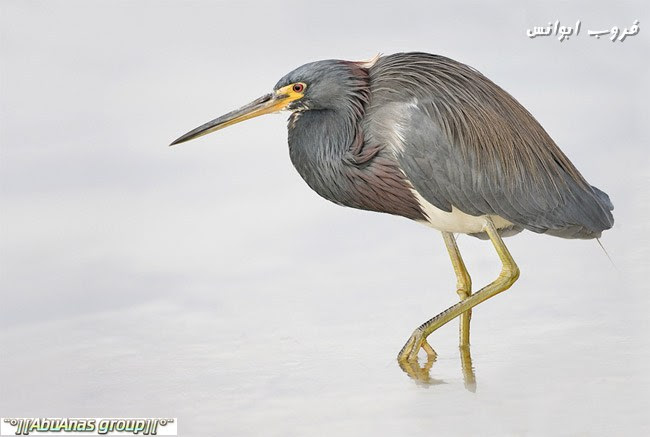 اجمل الصور للحياة البريه