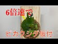 上 ビカクシダ 板付 通販 228908