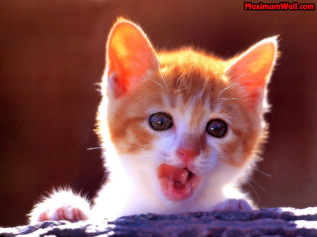 Chat Trop Mignon