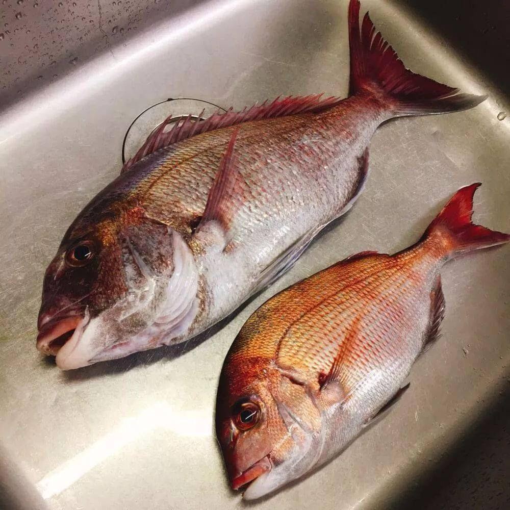 日料頂級魚類刺身大賞 亞洲菜單書