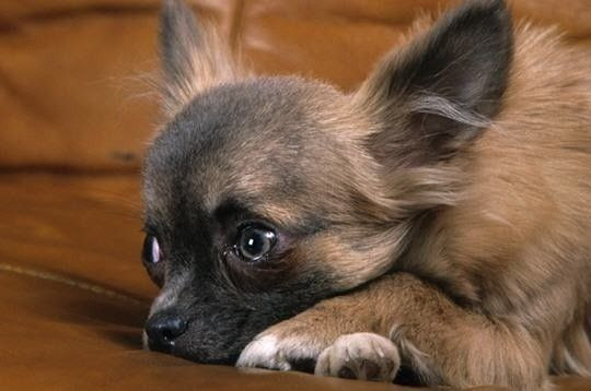 nos amis les chiens