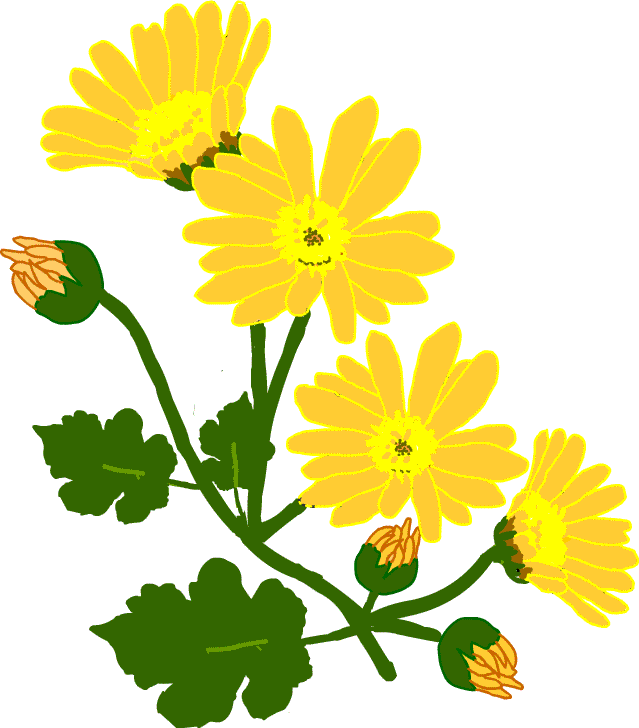 キク 菊 野菊 イラスト 無料