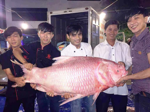 Bộ 3 cá hô "khủng" màu hồng, vàng, đen xuất hiện ở Sài Gòn - 2