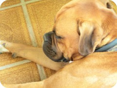 Lolo Durmiendo