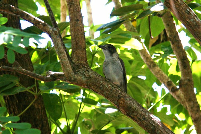 Butcher Bird