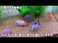 らんちゅう 飼育セット 239333-らんちゅう 飼育セット