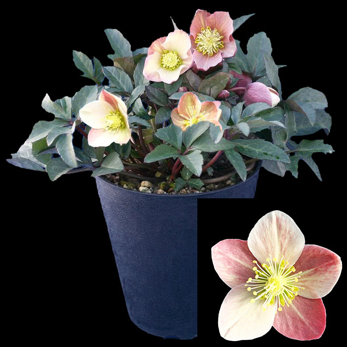 オトナ色のクリスマスローズ マーリン 蕾付きから開花株 5寸 鉢植え 苗 ブランド品種が目白押し クリスマスローズ ニゲル アンティークカラー ラッピング メッセージカード不可