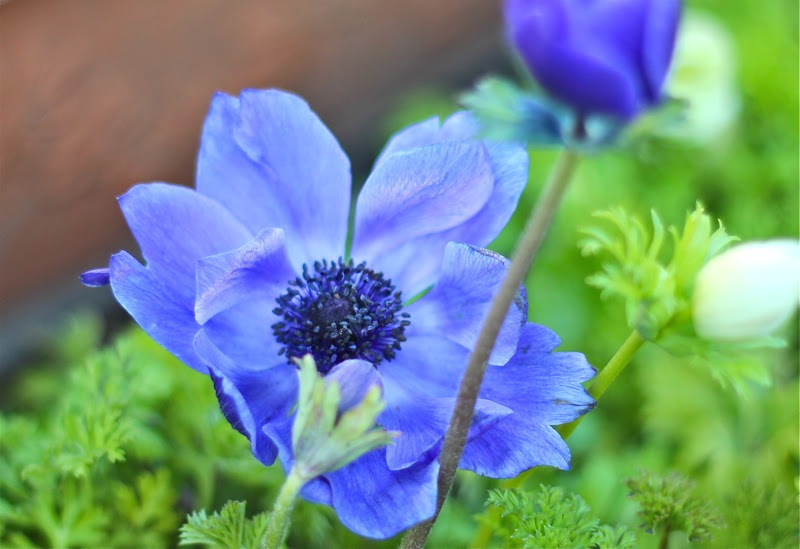 アネモネの花言葉 青いアネモネの写真 みみみんブログ