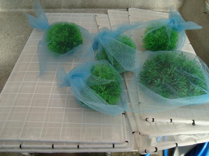 金魚飼育の真髄 金魚飼育完全マニュアル 金魚 伝心伝承 仕掛けました O V