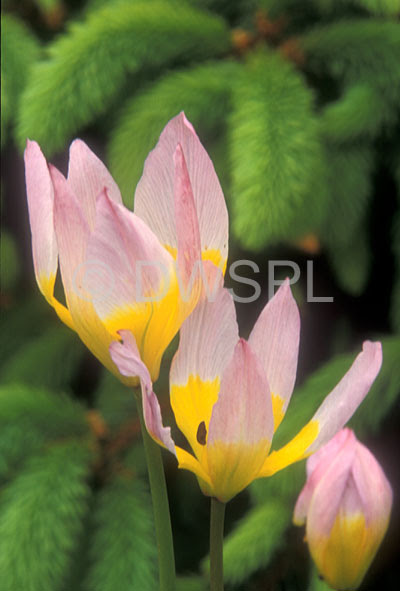 A ROYALTY FREE IMAGE OF TULIPA SAXATILIS WILD TULIP A ROYALTY FREE IMAGE OF TULIPA SAXATILIS WILD TULIP