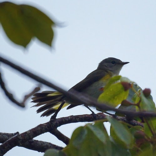 American Redstart