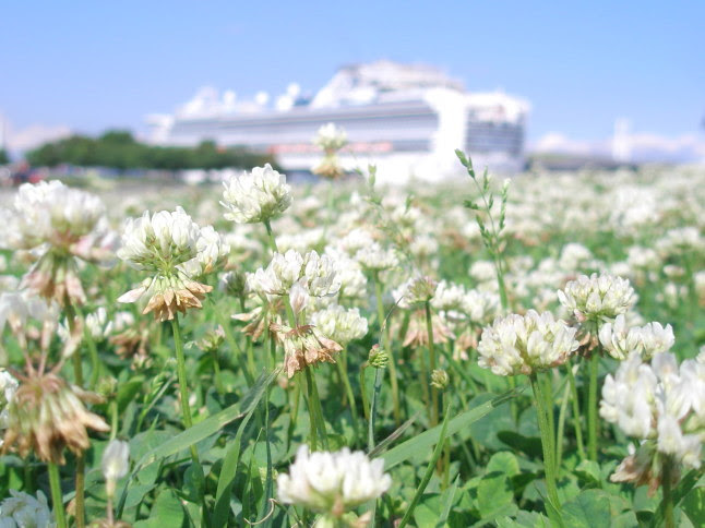 シロツメクサ花散歩