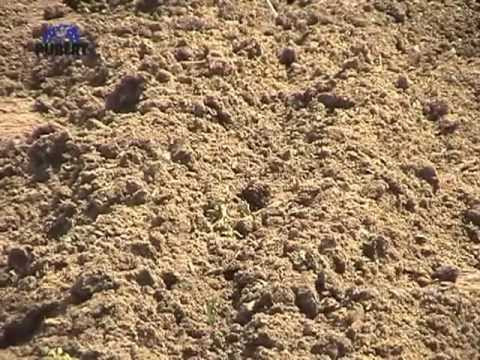 PUBERT.flv