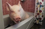 L'intelligence et la vie sociale des cochons !