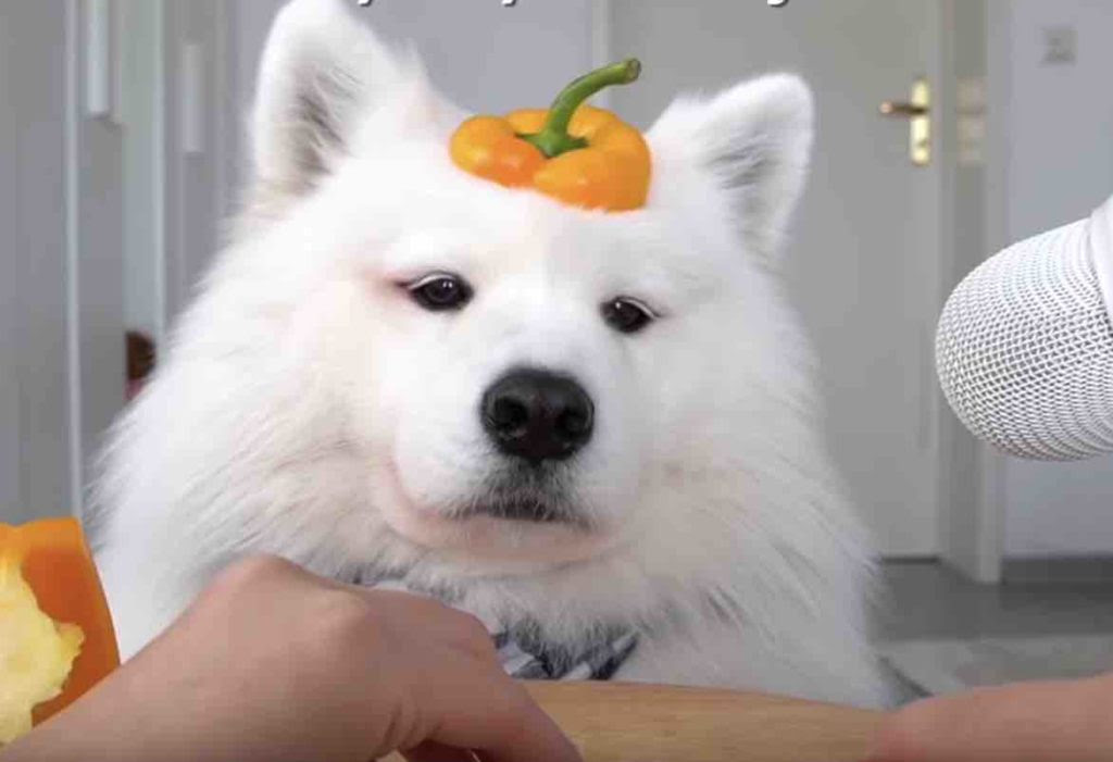 音も 表情も可愛い 犬の野菜モグモグasmr いぬのこと