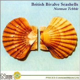 Bivalve Seashells Of Florida