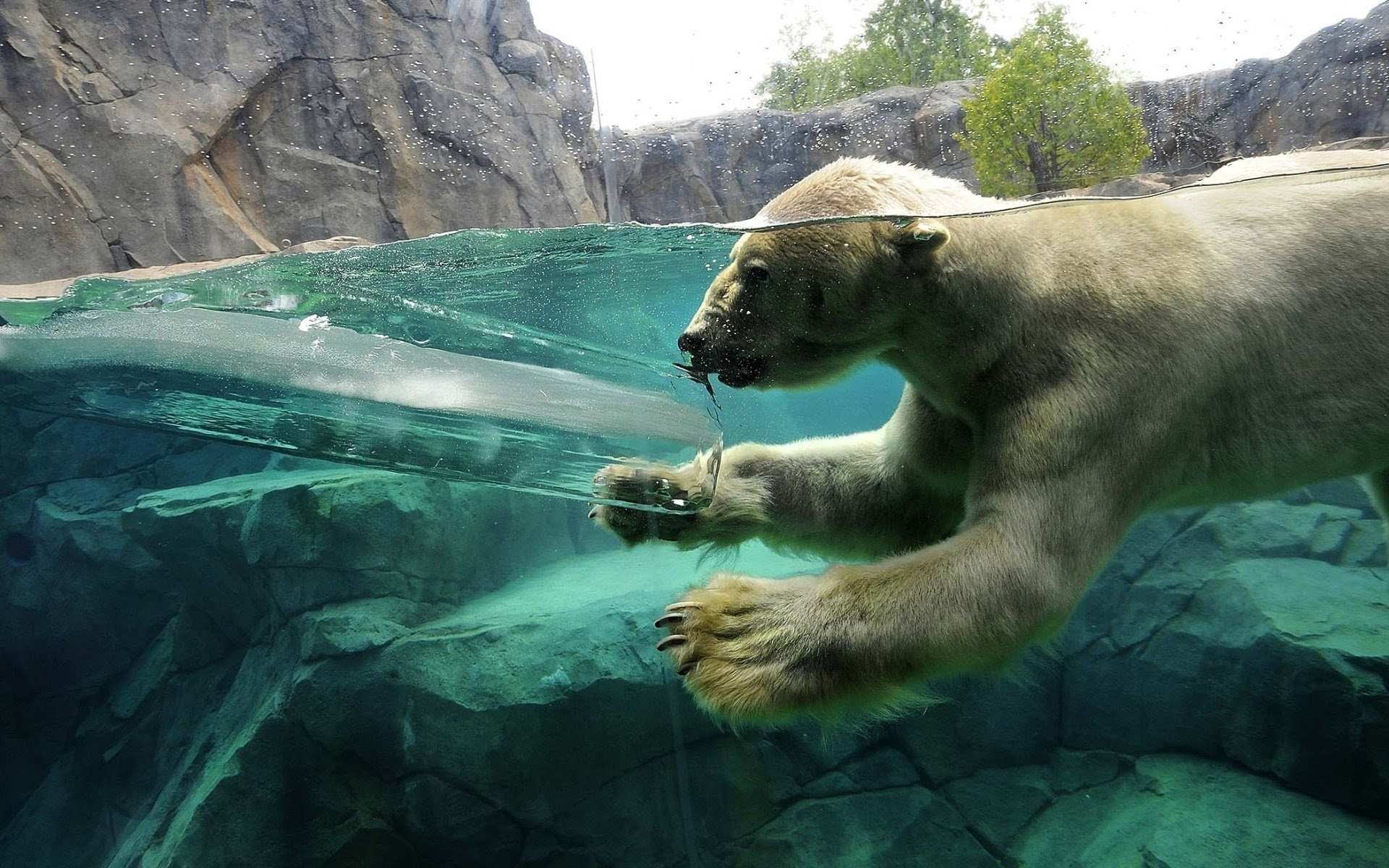 ダウンロード画像 水族館 シロクマ 動物園 画面の解像度 19x10 壁紙デスクトップ上