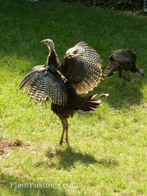 turkeys