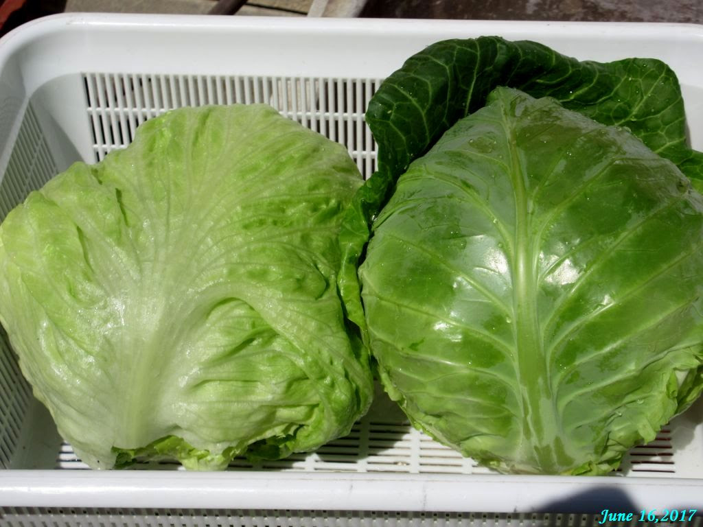 キャベツ レタスの収穫 毎日が日曜日