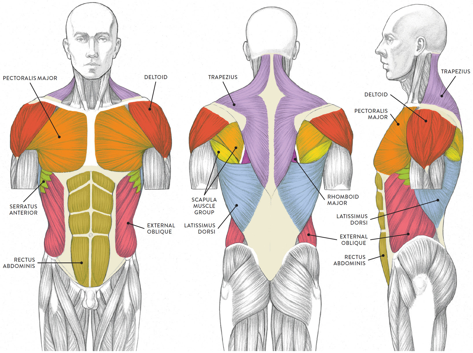 Muscles of the Neck and Torso - Classic Human Anatomy in ...
