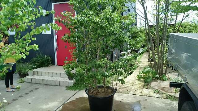 鉢植えのソヨゴ Play Green 庭師