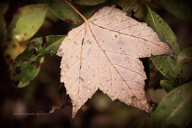 Maple Rain