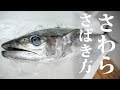 [10000ダウンロード済み√] さごし 魚 177862-サゴシ 魚 刺身