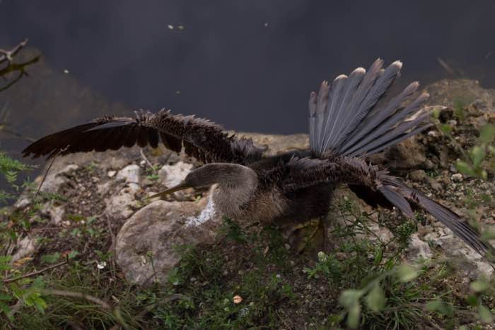 fauna vedere verglades