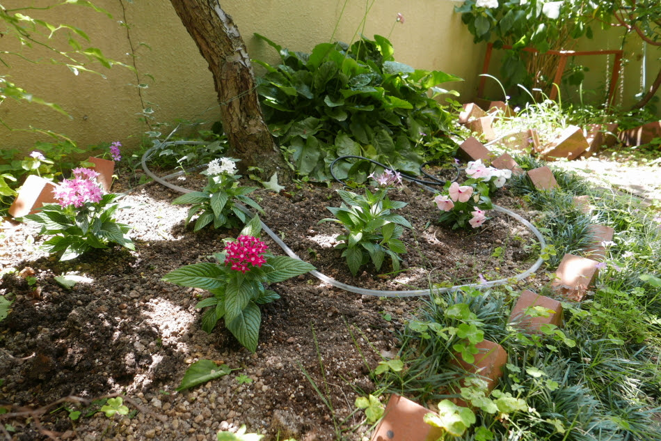 ペンタス 花壇 間隔