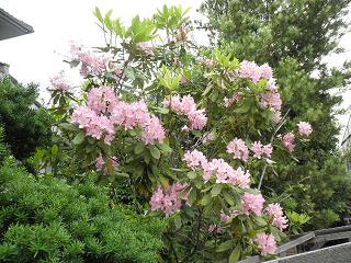 石楠花色にたそがれる 徒然写真