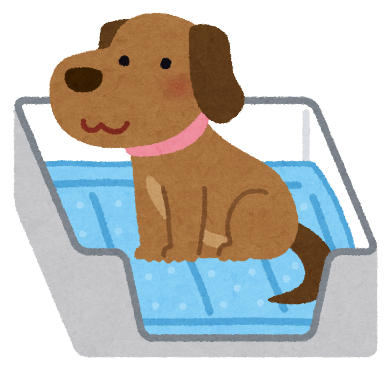 成犬になってからのしつけは難しい トイレトレーニングのコツを紹介