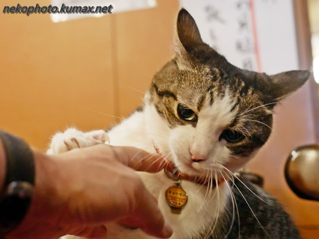 やっぱりお酒臭い 10月のパリジャンカフェ 中編 街を歩けば そこに猫