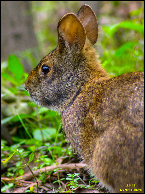 Swamp Rabbit