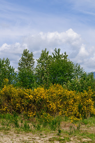 Seattle - Scotch Broom 18May2012 hha_9831 by 2HPix.com - Henry Huey