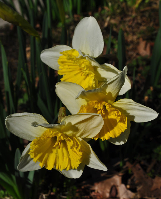 Narcissus 'Ice Follies' (2)