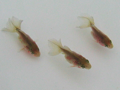 土佐錦魚の病気と対策