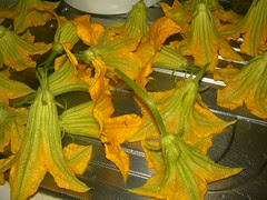 zucchini flowers