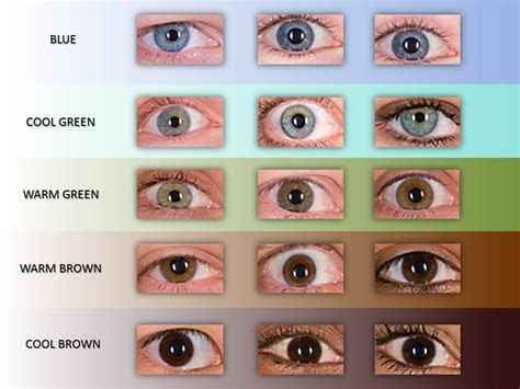 The child will have green eyes if it receives green alleles from both the parents or one green and one blue allele. image result for eye color chart eye color chart eye color ash hair