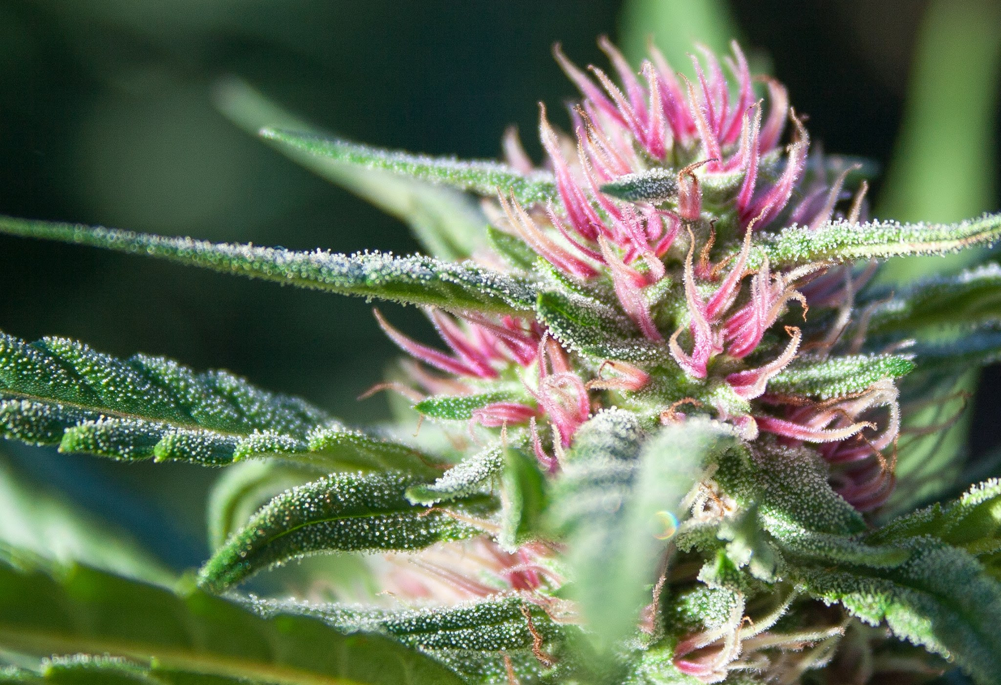 Strains with pink hairs? Page 7 Marijuana Strains and