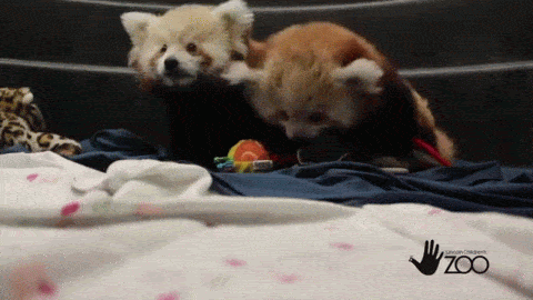 View Topic Kalon 22 Panduh Winner Chicken Smoothie