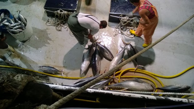 Além da embarcação, fiscais apreenderam 66 toneladas de atum pescados de forma irregular, segundo o Ibama  (Foto: Divulgação/Ibama-RN)