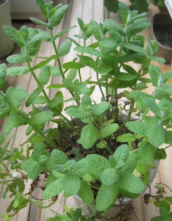 アップルミントをプランターで栽培 ベランダ菜園 苗 種まき 育て方