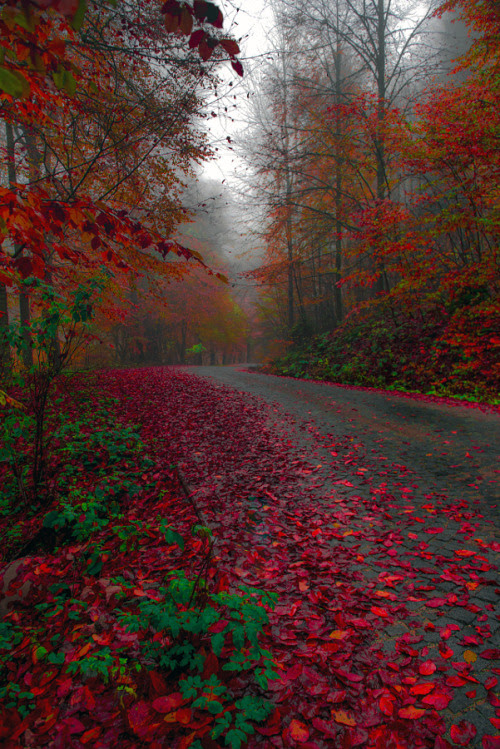 etherealvistas:

The road between dream and life (Turkey) by 

Zeki Seferoglu |

Facebook




So beautiful 