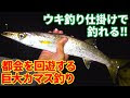 【印刷可能】 カマス 釣り 仕掛け 154832-カマス 釣り 仕掛け 堤防