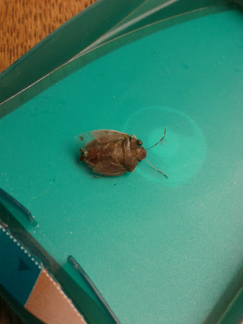 NaturePlus: I thought bed bugs didn't have wings?