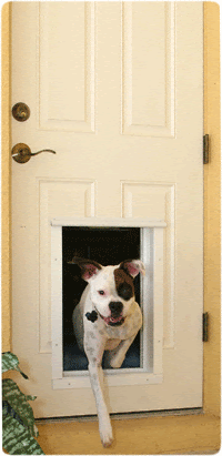 ... New Arrival RFID Electronic Big Dog Door - China pet door, dog door