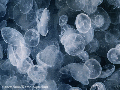 鶴岡市立加茂水族館 ミズクラゲ